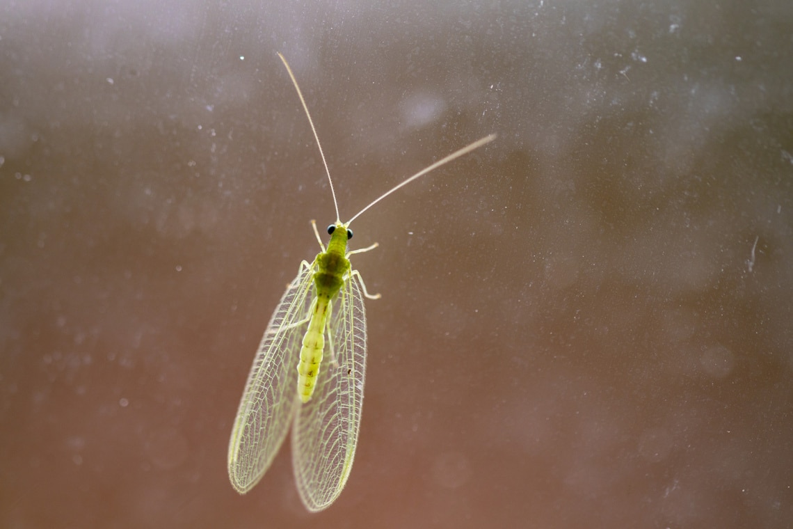 Florfliegen (Chrysopidae)