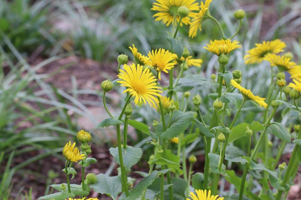 Gämswurz ist eine beliebte Pflanze für einen Staudengarten