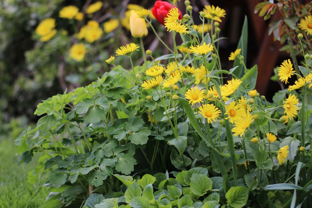 Gämswurz, Gemswurz, Doronicum braucht ausreichend Sonne