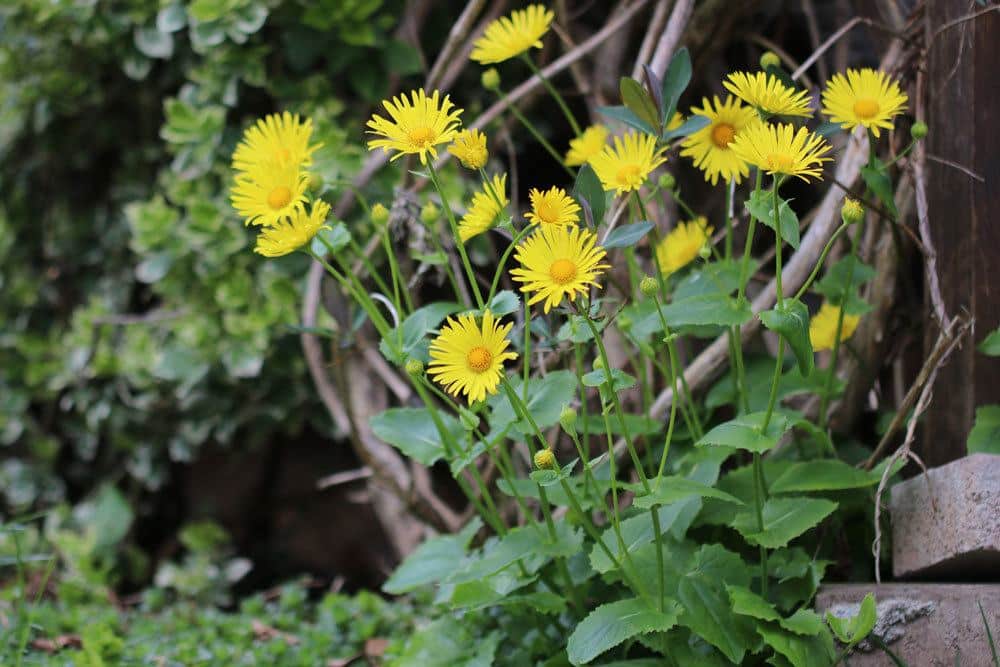 Gämswurz mit seinen leuchtend gelben Blüten