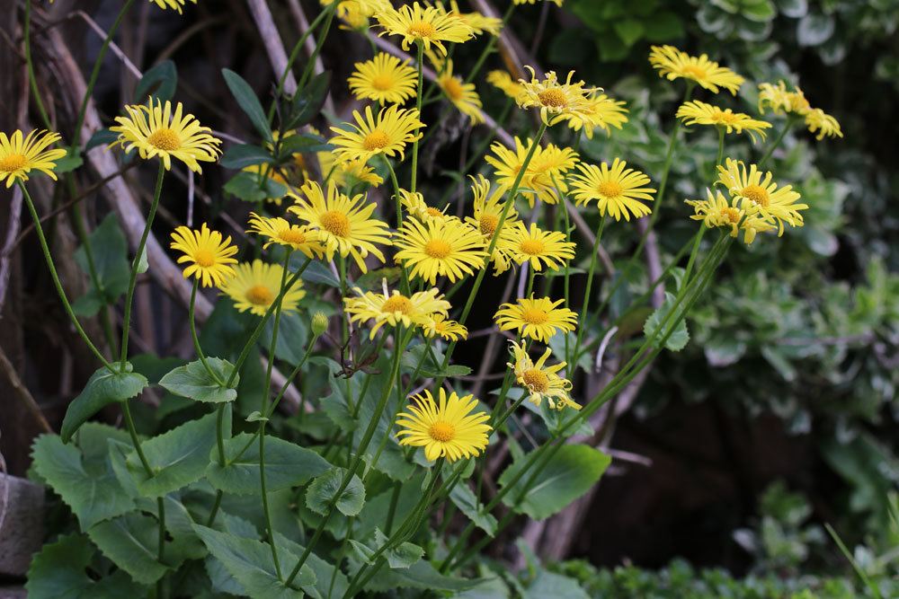 Gämswurz, Gemswurz, Doronicum verträgt auch Kalk gut