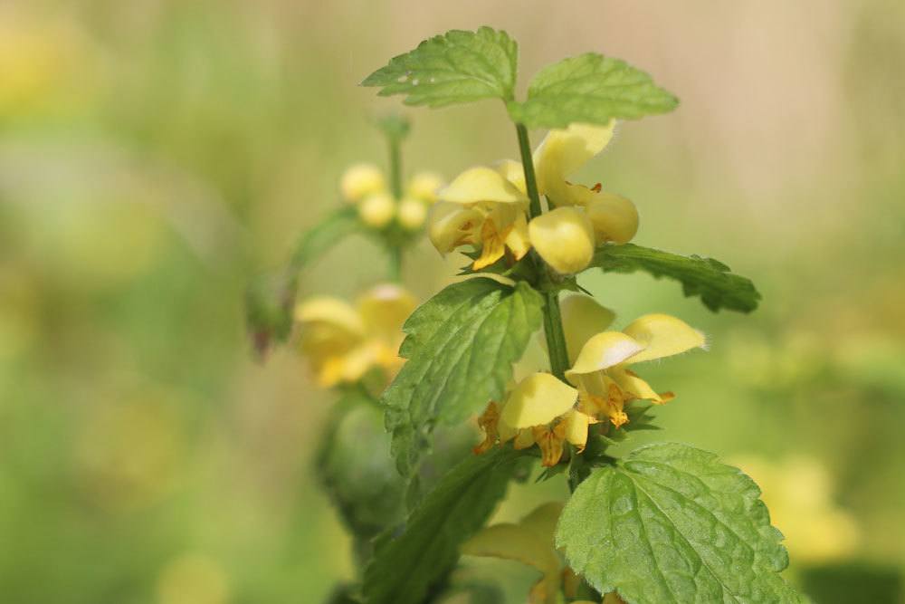 Goldnessel eine Staude mit leuchtend gelben Blüten