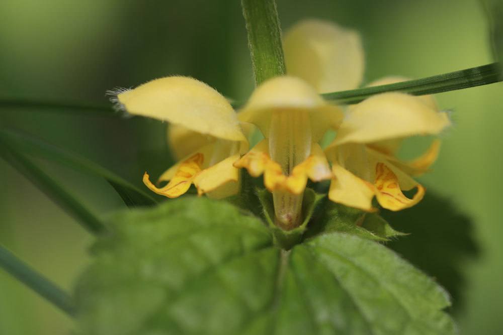 Goldnessel wächst emsig im Garten ohne großes Zutun