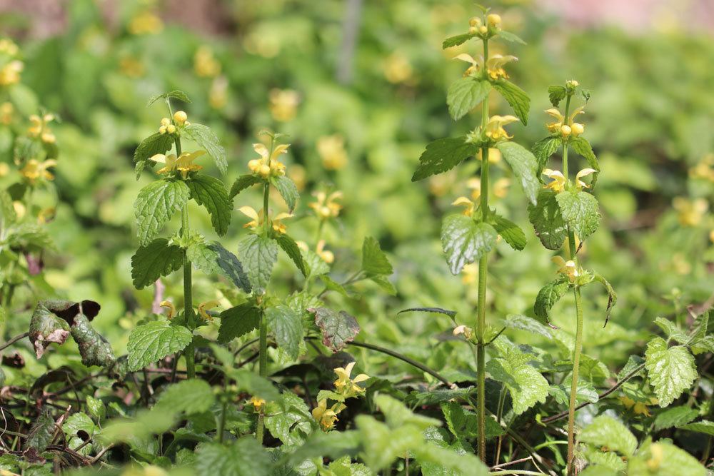 Goldnessel, Lamium galeobdolon