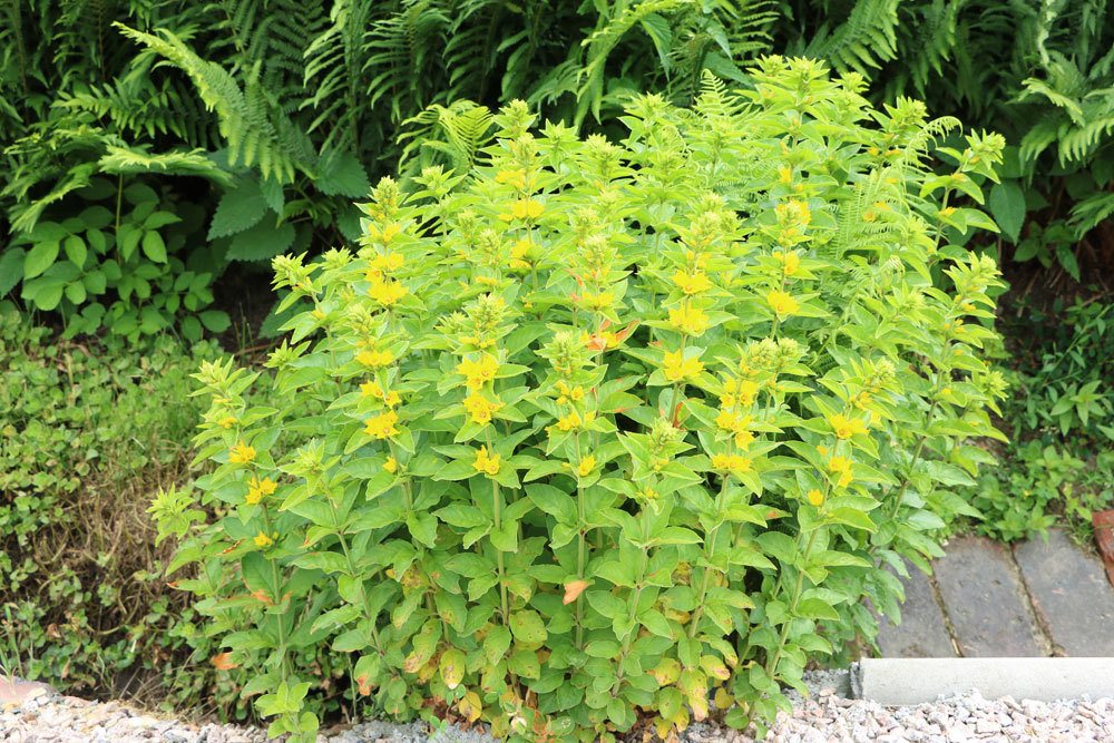 Gilbweiderich, Lysimachia vulgaris wächst auch als Wildpflanze