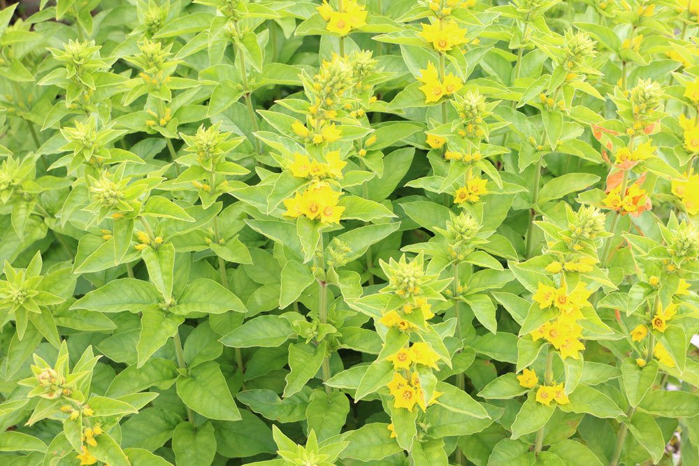 Gilbweiderich, Lysimachia vulgaris ist auch als Uferbepflanzung geeignet