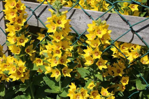 Gilbweiderich, Lysimachia vulgaris blüht von Juni bis August