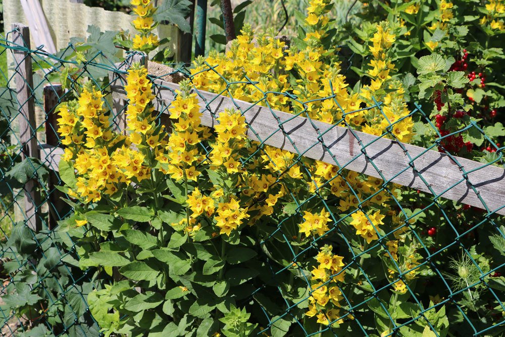 Gilbweiderich, Lysimachia vulgaris