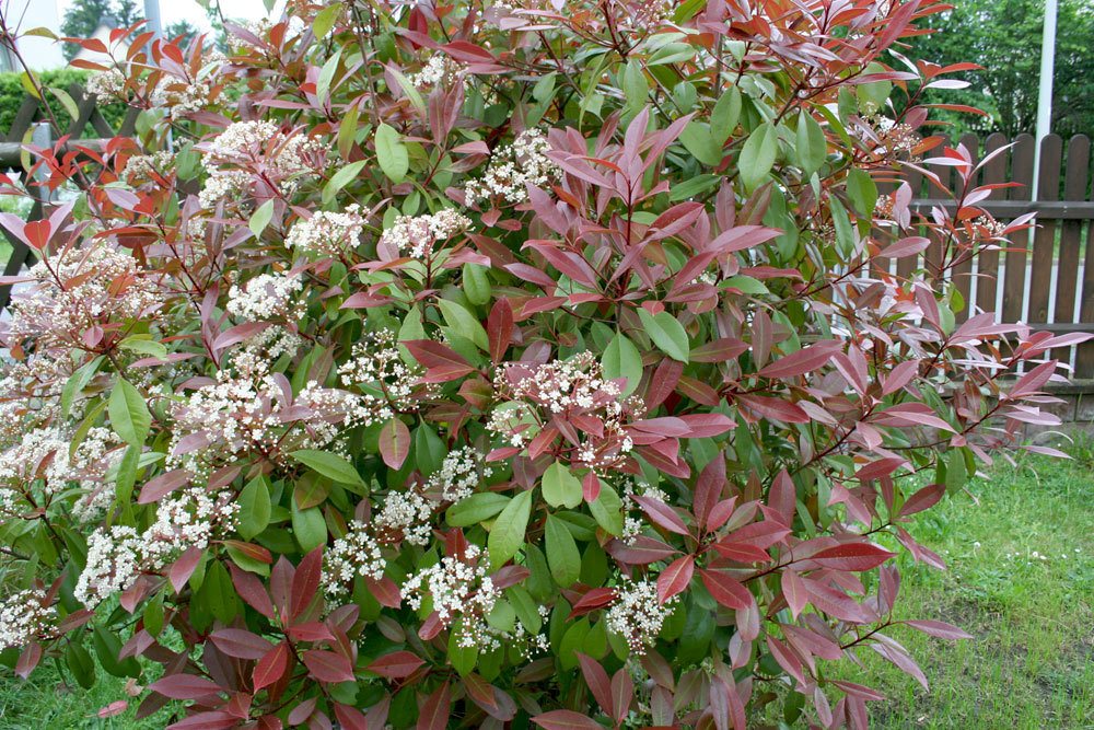 Photinia fraseri ‚Red Robin‘ mag eine sonnige bis halbschattige Lage