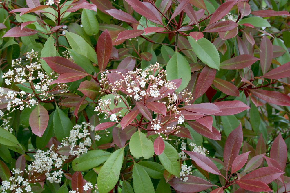 Photinia fraseri ‚Red Robin‘ ist nur bedingt winterhart