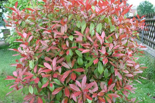 Glanzmispel Photinia fraseri ‚Red Robin‘