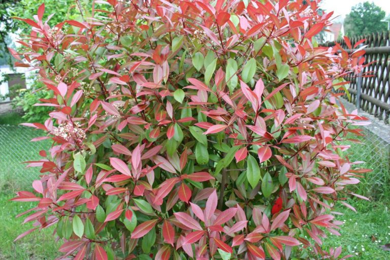 Glanzmispel Photinia fraseri ‚Red Robin‘