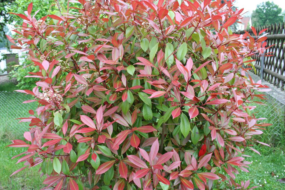 Glanzmispel Photinia fraseri ‚Red Robin‘