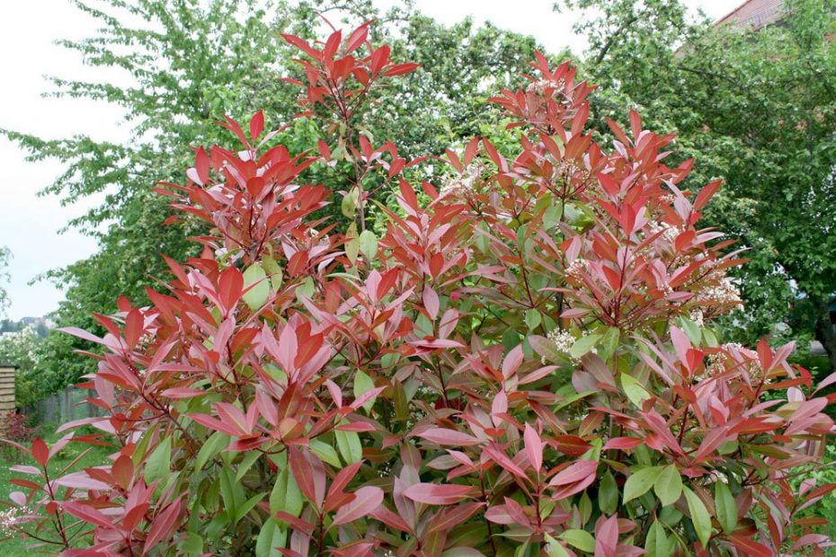 Photinia Red Robin Giftig
