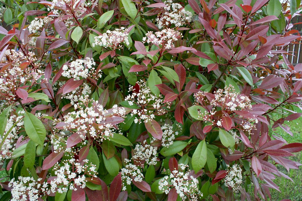 Glanzmispel Photinia fraseri ‚Red Robin‘ mit weißen Blüten als doldige Schirmrispen