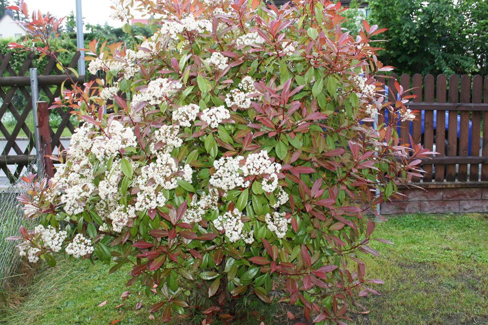 Glanzmispel Photinia fraseri ‚Red Robin‘ als Solitär oder auch als immergrüne Hecke