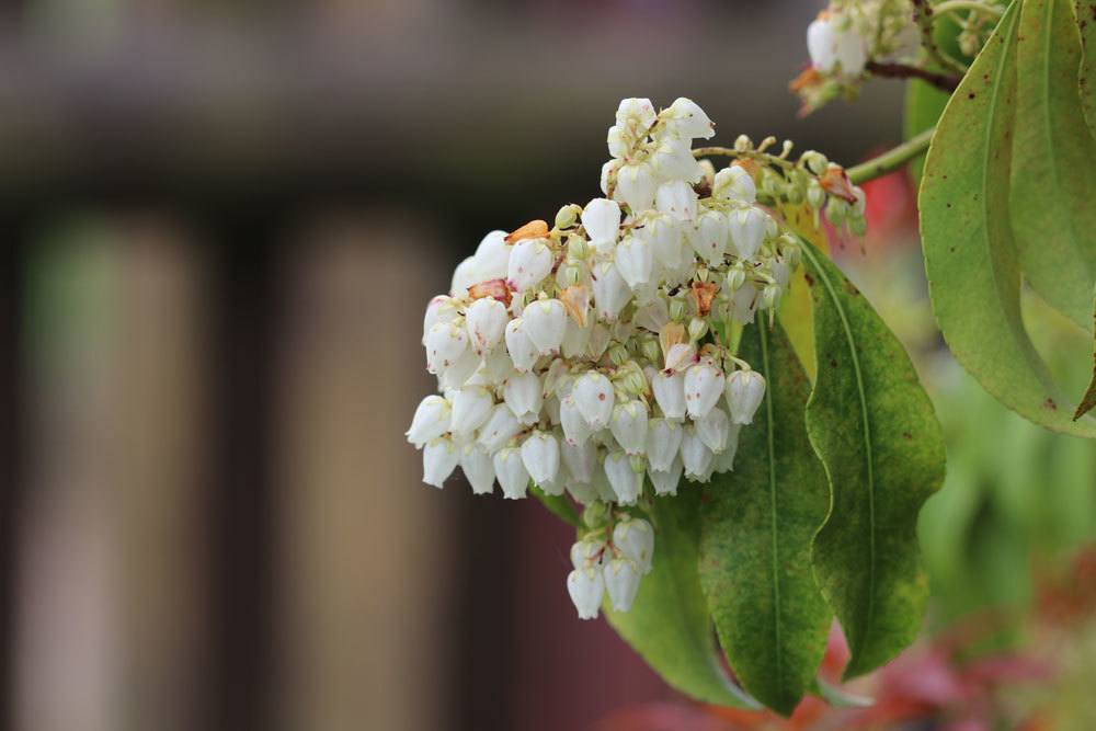 Glanzmispel ist ein schönes Ziergehölz mit kleinen weißen Blüten