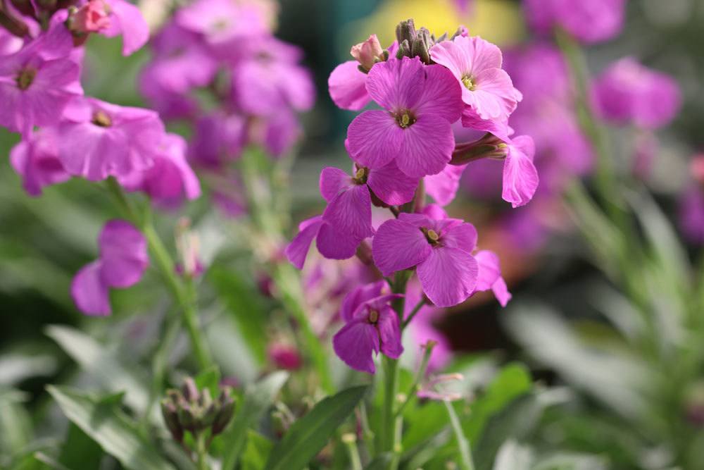 Goldlack Blume mit kleinen violetten Blüten