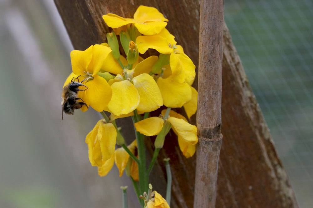 Goldlack Blume mit leuchtend gelben Blüten