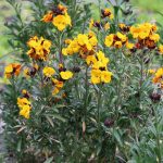 Goldlack Blume, Erysimum cheiri