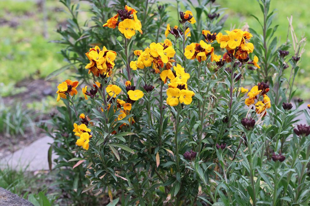 Goldlack Blume, Erysimum cheiri