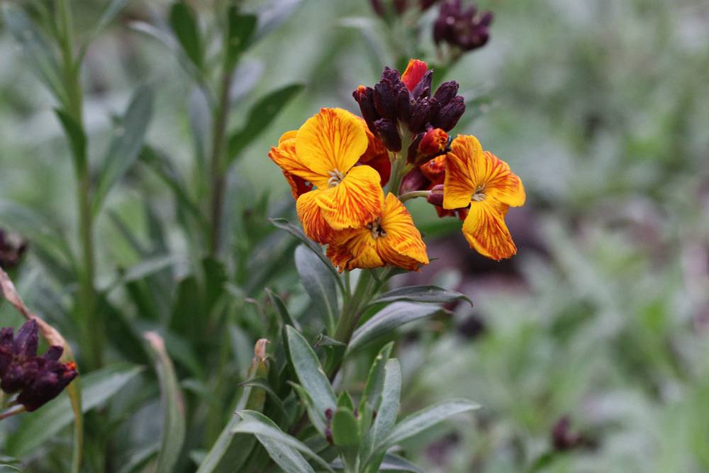 Goldlack Blume mit gelb-orangen und rötlich durchzogenen Blüten