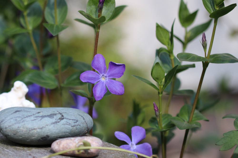 Vinca Major wächst bis zu 30 Zentimeter hoch