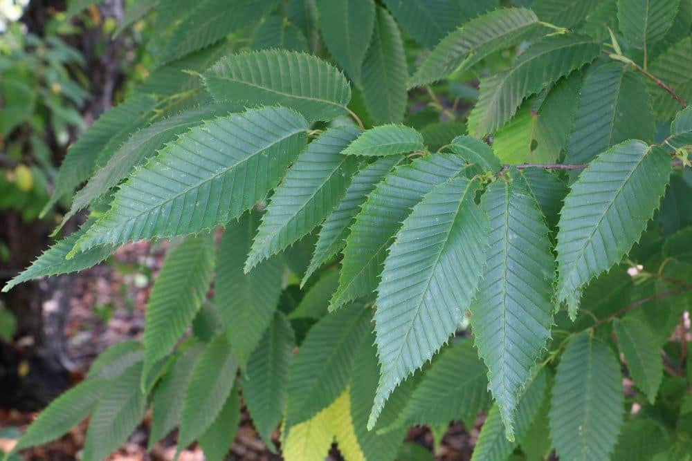 Hainbuche, Carpinus betulus