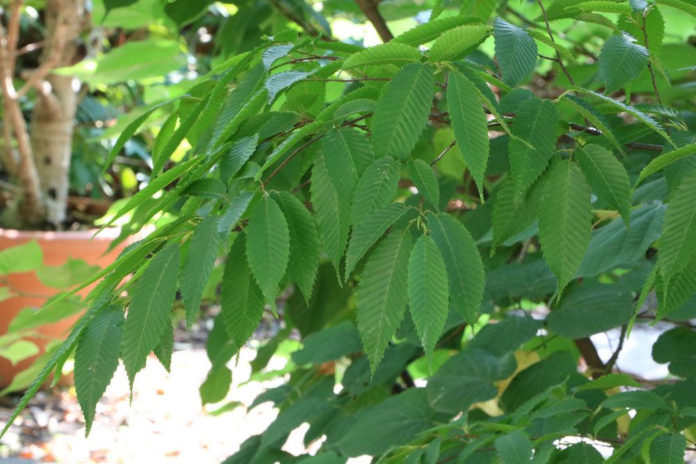 Hainbuchenhecke ist pflegeleicht