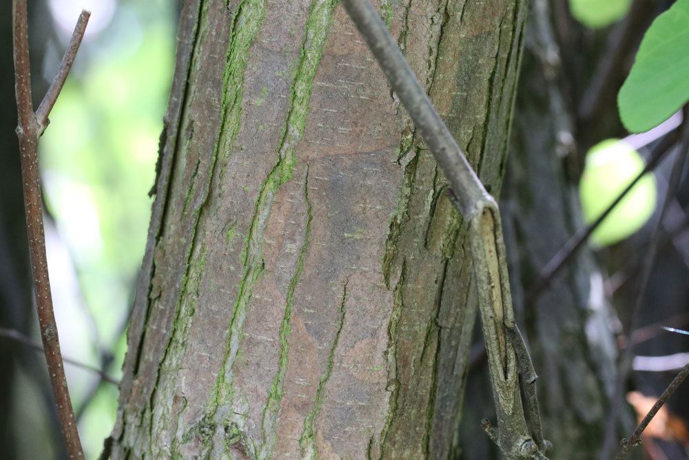 Cercidiphyllum japonicum Baumrinde