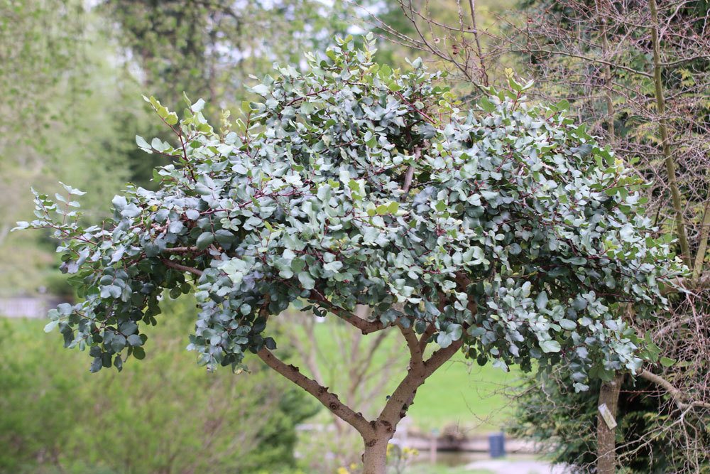 Johannisbrotbaum, Ceratonia siliqua