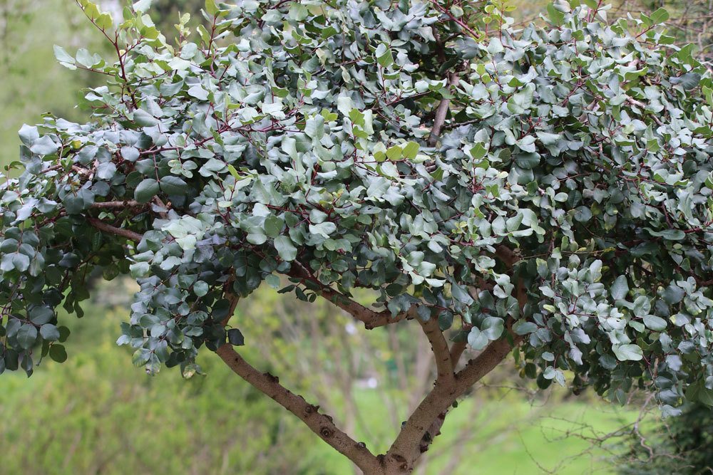 Johannisbrotbaum ist ein immergrüner Baum