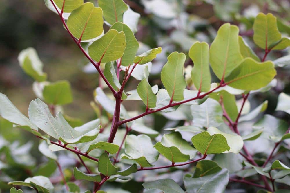 Johannisbrotbaum, Ceratonia siliqua ist nicht winterhart