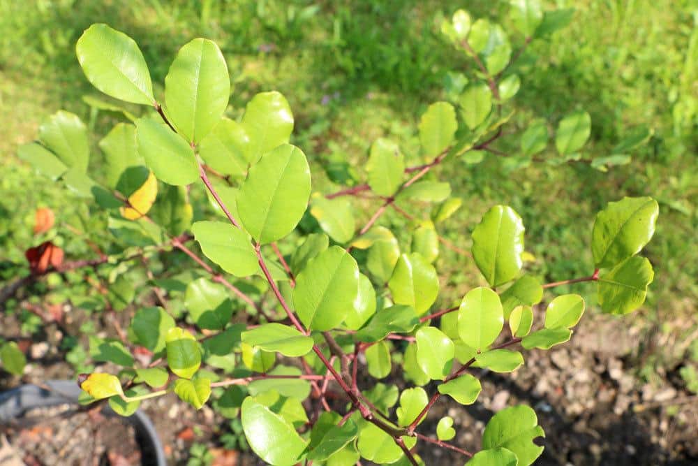 Johannisbrotbaum ein dekoratives Blüten- und Fruchtgehölz