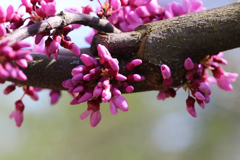 Kanadischer Judasbaum mit kleinen rosafarbenen Blüten