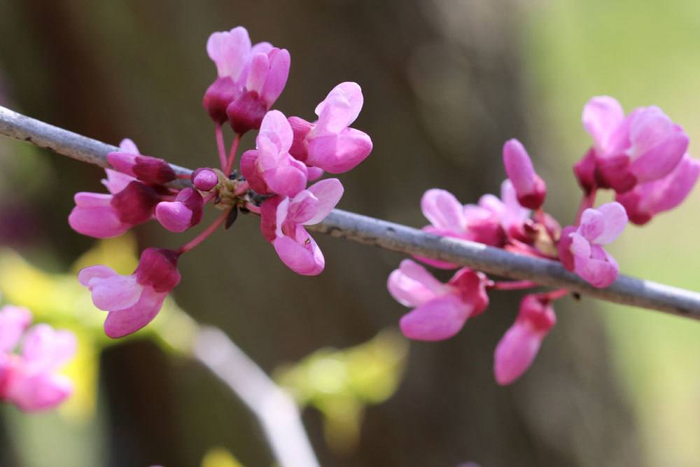 Kanadischer Judasbaum, Cercis canadensis mit kleinen rosa Blüten an einem Zweigstück