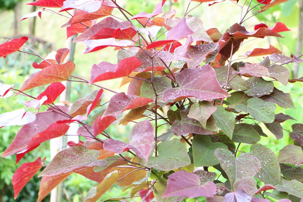 Kanadischer Judasbaum, Cercis canadensis mit rötlicher Laubfärbung