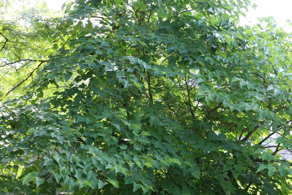 Kanadischer Judasbaum, Cercis canadensis