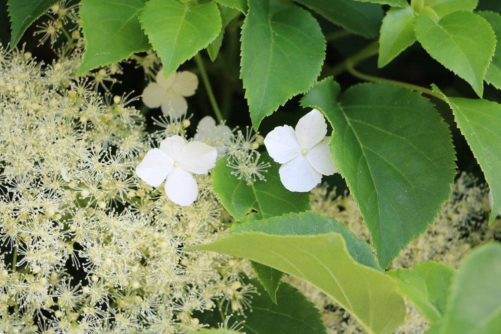 Kletterhortensie, Hydrangea petiolaris mit kleinen weißen Blüten