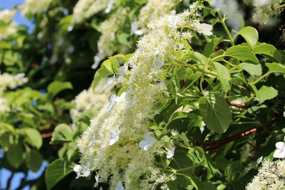 Kletterhortensie wächst in den ersten Jahren sehr langsam