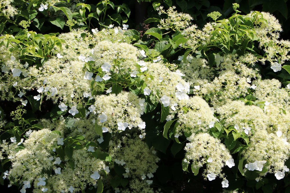 Kletterhortensie, Hydrangea