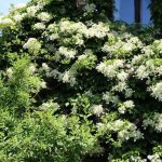 Kletterhortensie, Hydrangea petiolaris