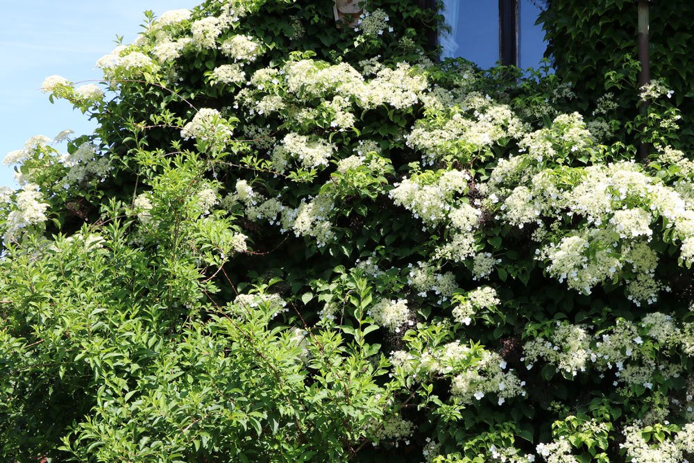 Kletterhortensie, Hydrangea petiolaris