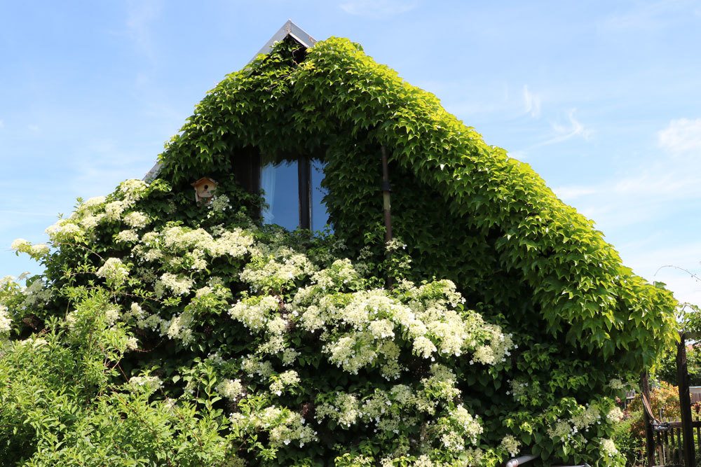 Kletterhortensie ist auch Nahrungsquelle für Insekten