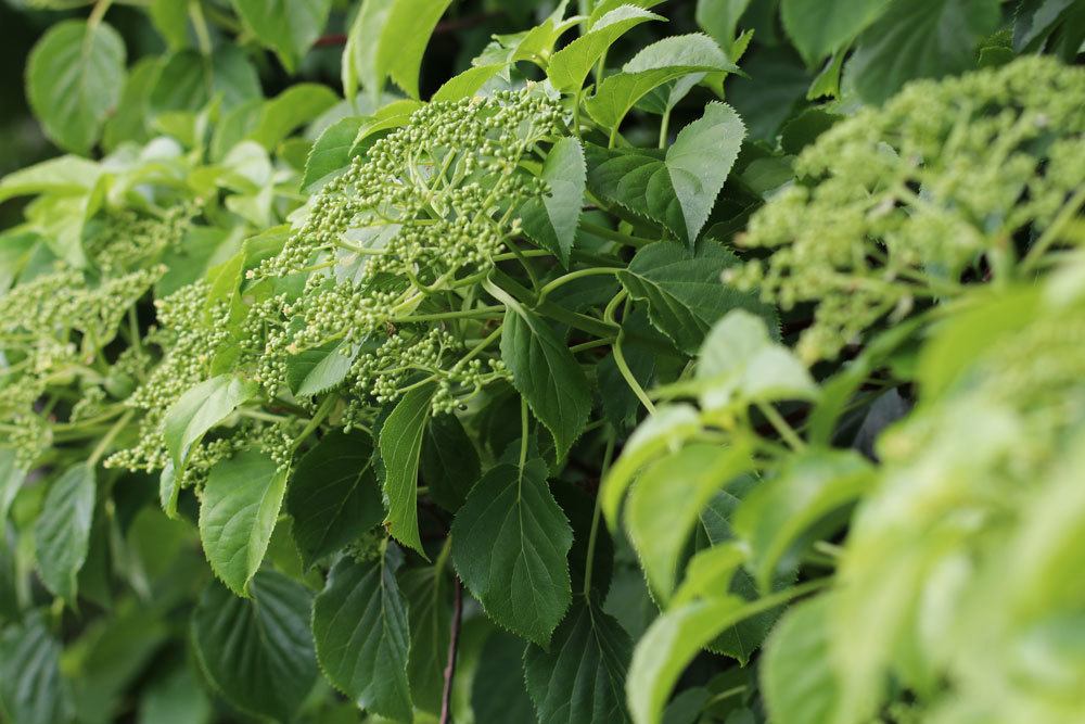 Kletterhortensie ist eine üppig blühende Kletterpflanze