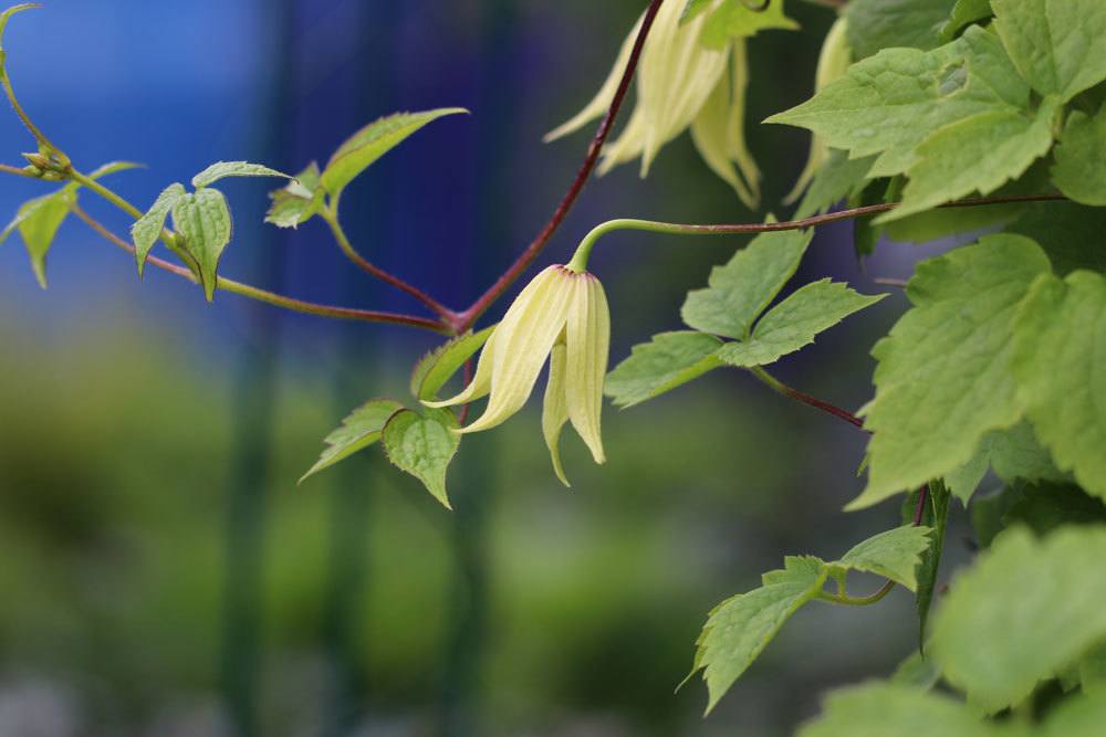 Koreanische Waldrebe, Clematis koreana ist auch als Kübelpflanze geeignet