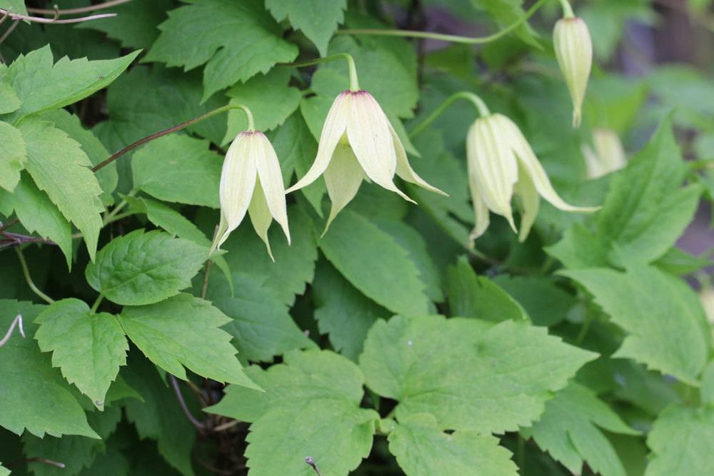 Koreanische Waldrebe, Clematis koreana mit außergewöhnlicher Blütenform