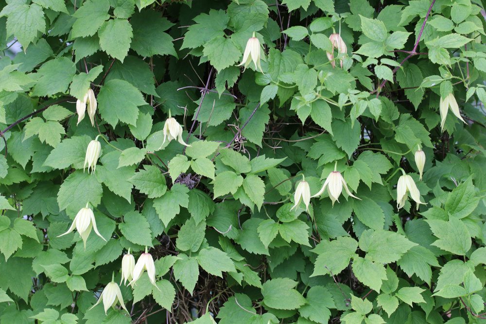 Koreanische Waldrebe, Clematis koreana