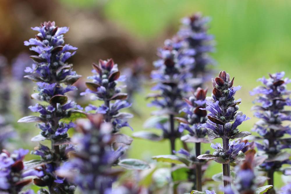 Kriechender Günsel als Wildstaude im naturnahen Garten