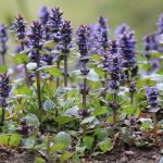 Kriechender Günsel, Ajuga reptans